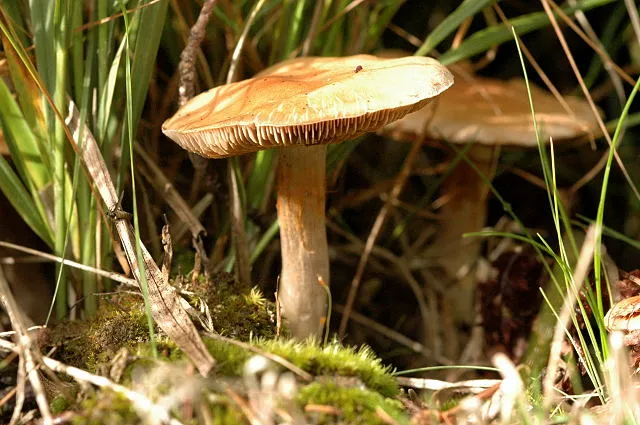 Cortinarius subbalaustinus