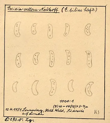 Exidia villosa