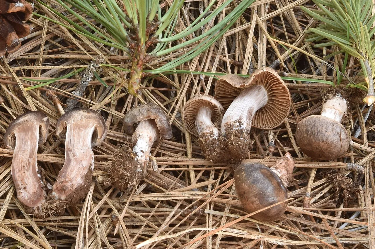 Cortinarius vernus