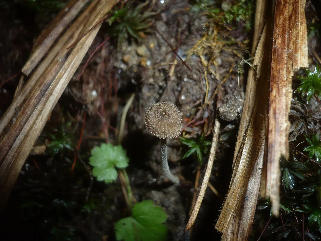Entoloma dysthales