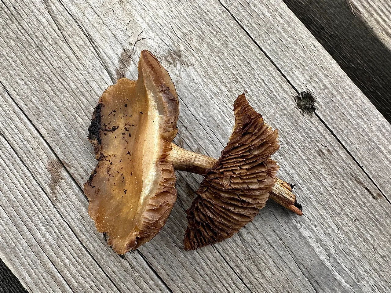 Agrocybe elatella