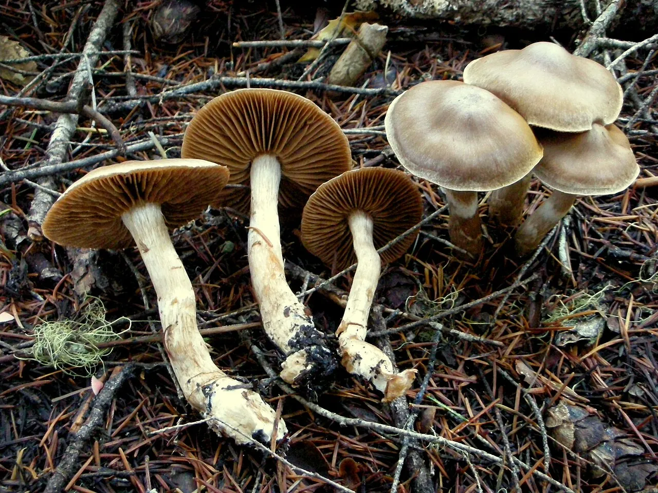 Cortinarius betuletorum