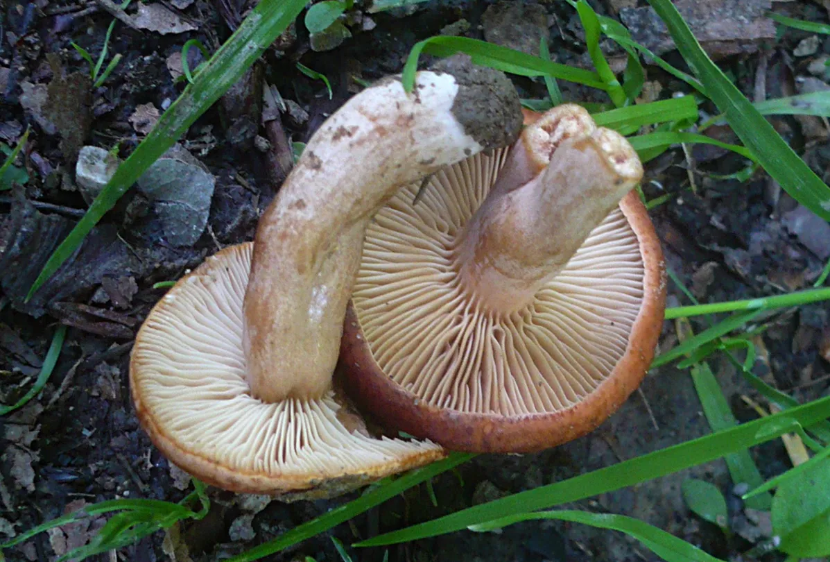 Lactarius rostratus