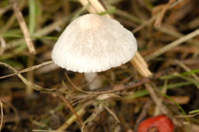 Psathyrella prona