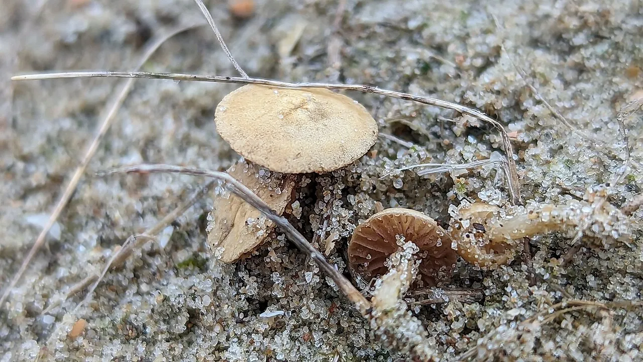 Agrocybe pusiola