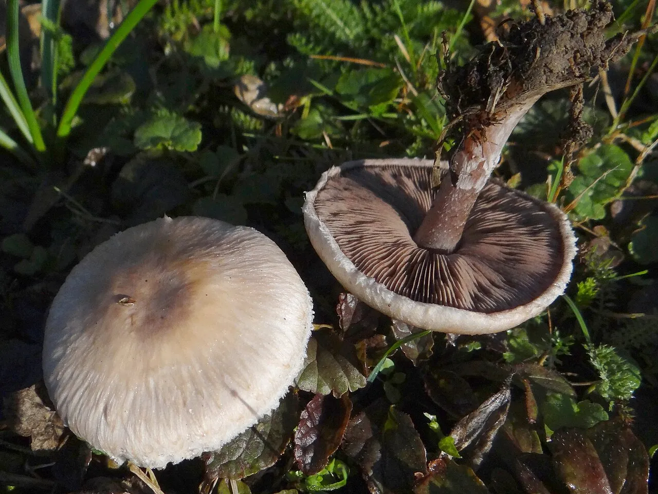 Pieczarka malutka