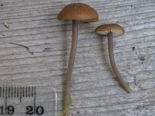 Entoloma poliopus