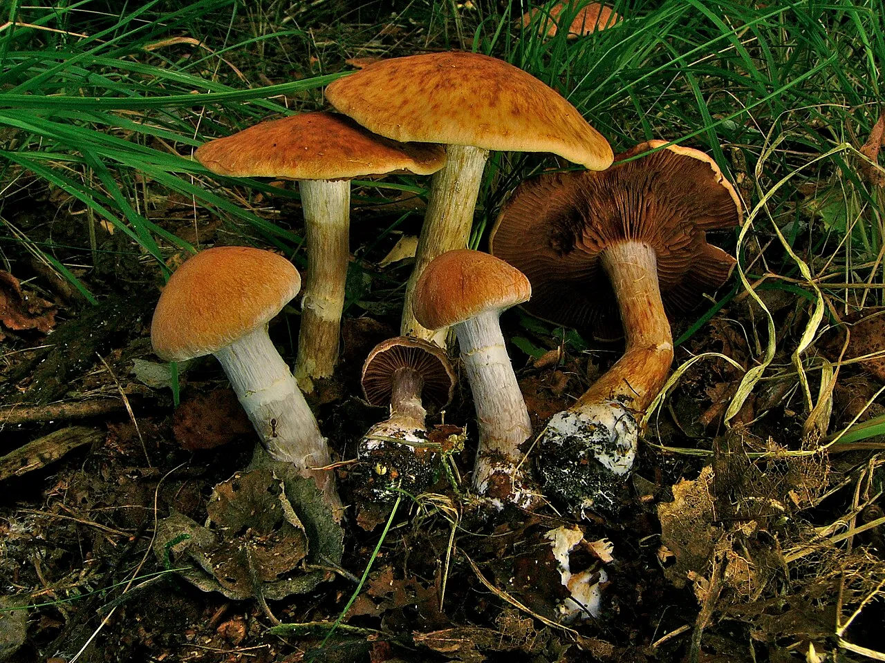 Zasłonak dwuosłonowy