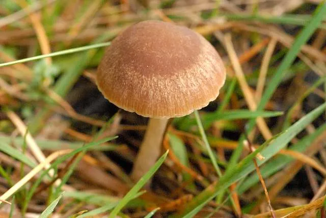 Kruchaweczka białotrzonowa