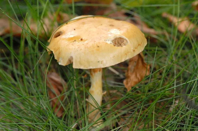 Thaxterogaster vibratilis