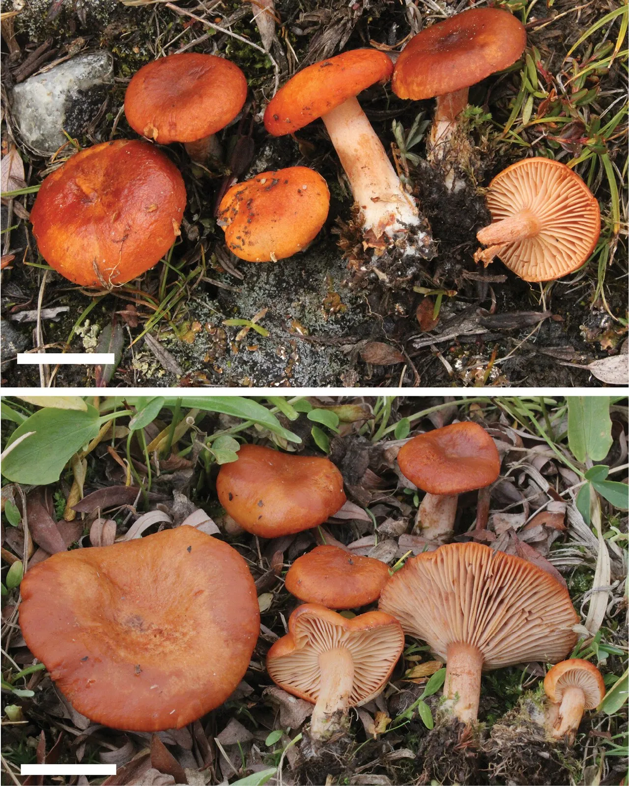 Lactarius lanceolatus
