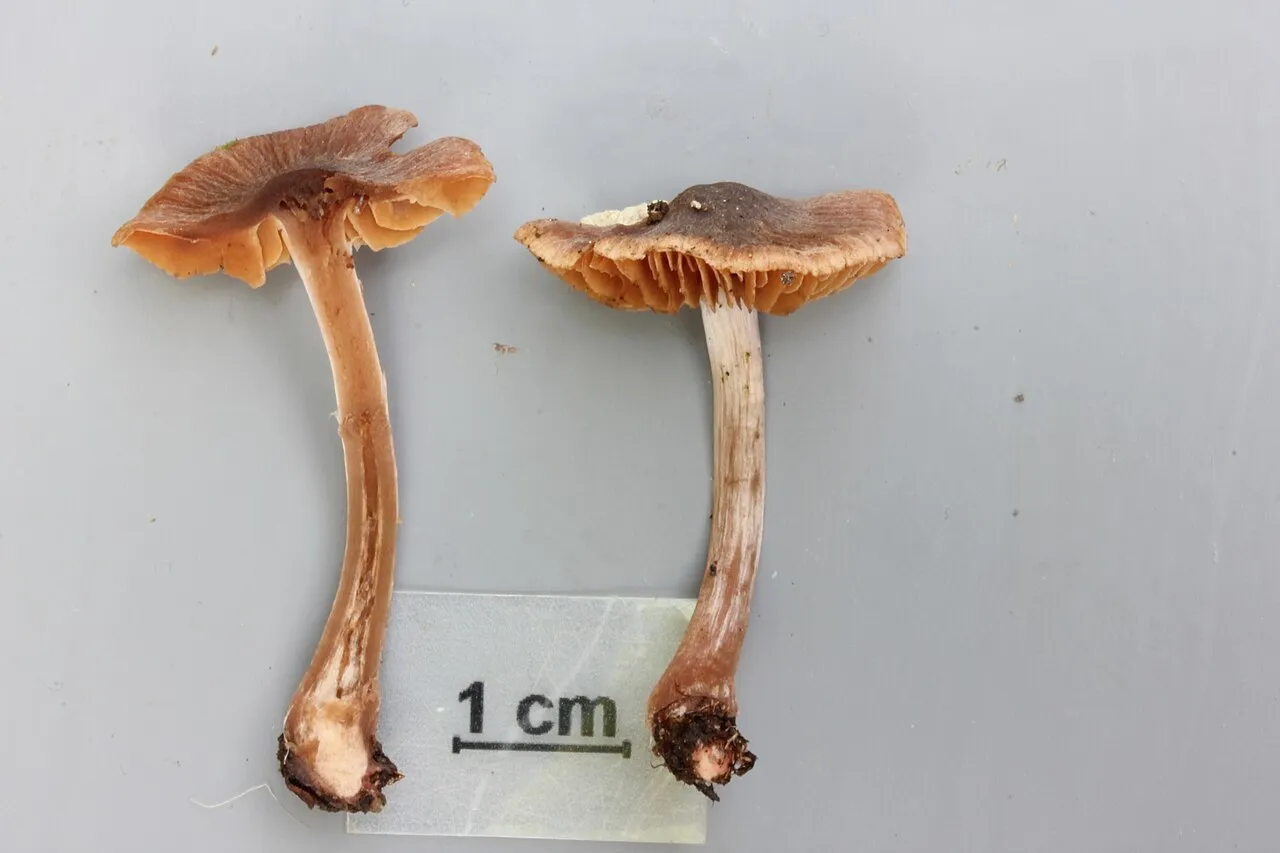 Cortinarius decipientoides
