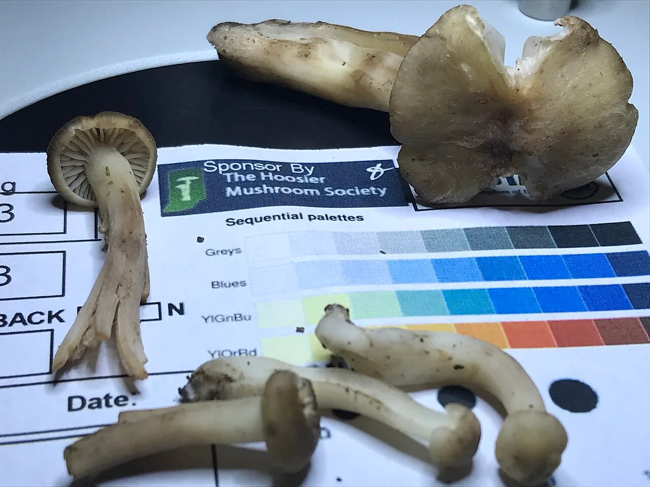 Hygrocybe ingrata