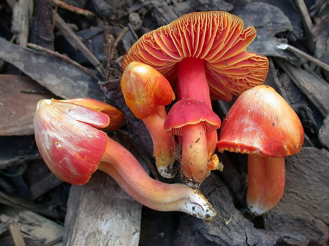 Wilgotnica wspaniała
