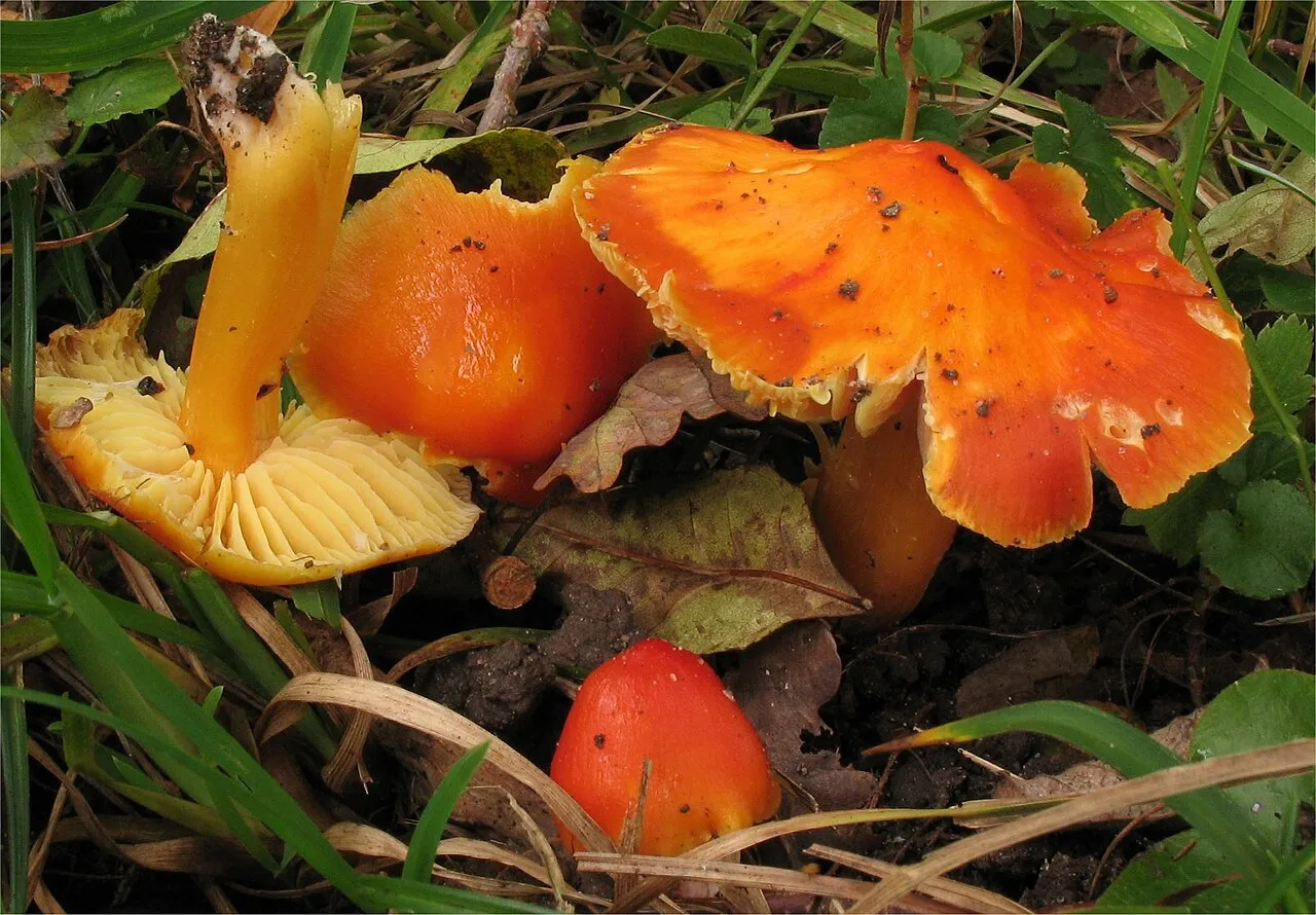 Hygrocybe aurantiosplendens