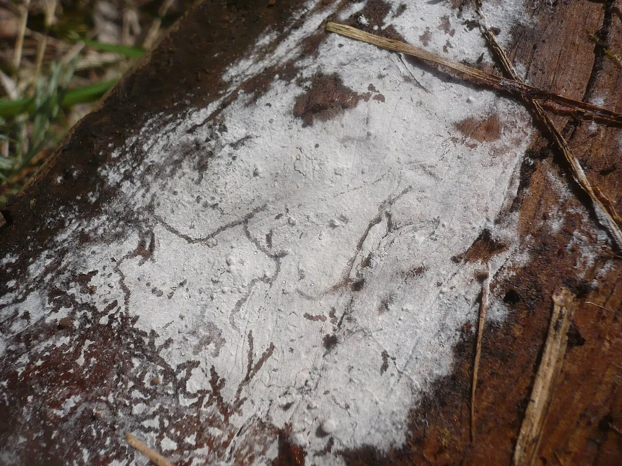 Botryobasidium subcoronatum