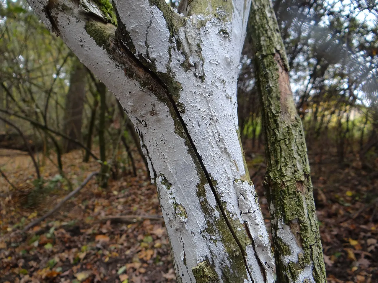korownica kremowa
