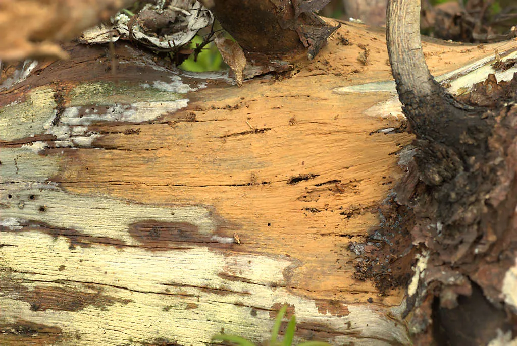 Phlebia serialis