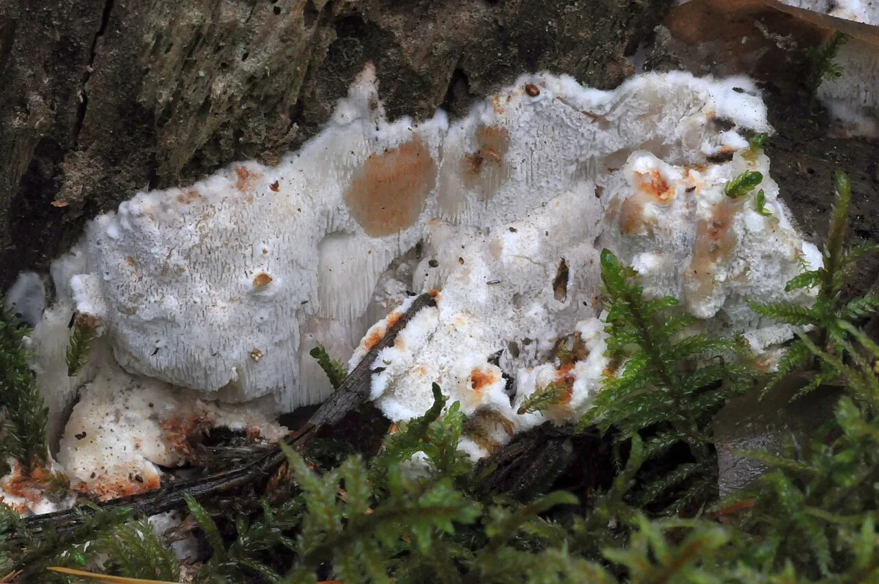 Sarcoporia polyspora