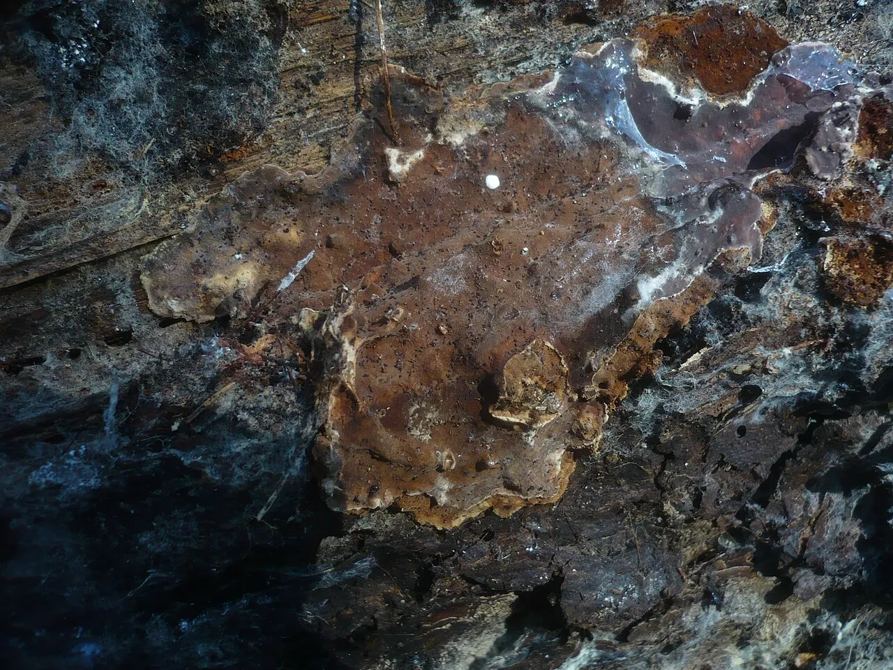 Skórniczek świerkowy