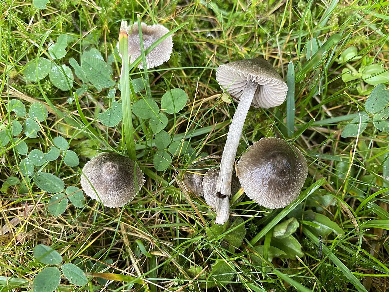 Entoloma araneosum