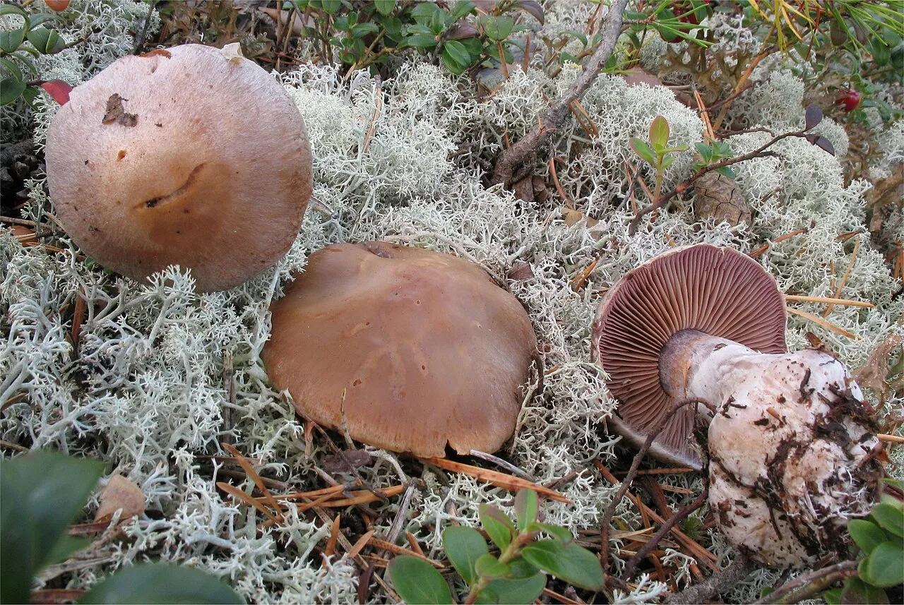 Cortinarius quarciticus