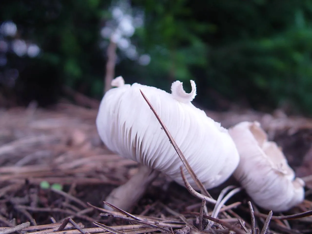 Leucoagaricus carneifolius