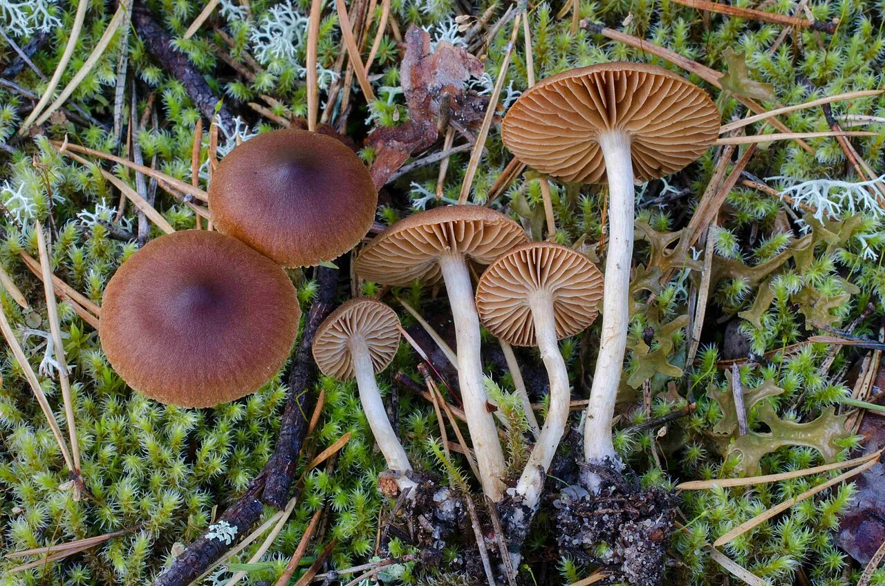 Cortinarius bayeri