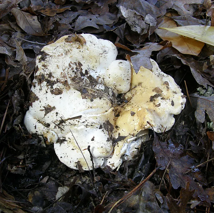 Hydnum albomagnum