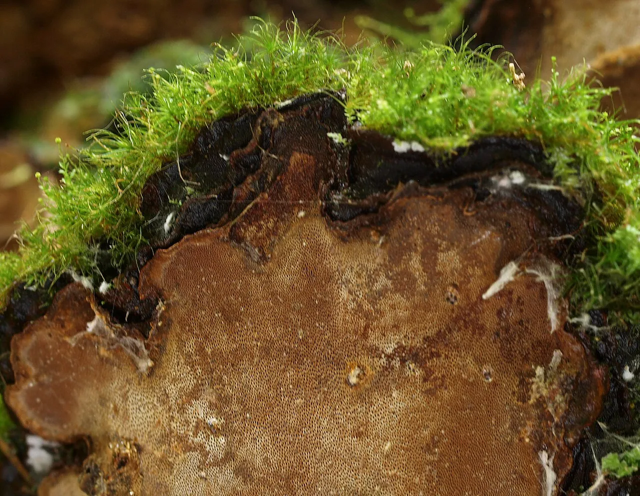 Phellopilus nigrolimitatus