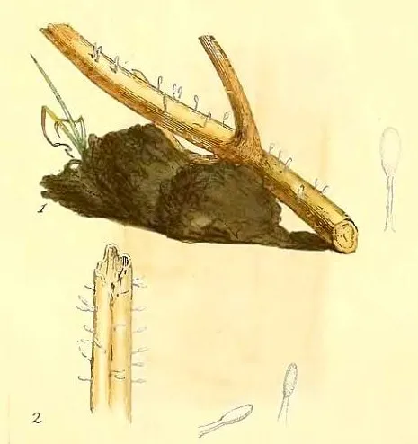 pałecznica orlicowa