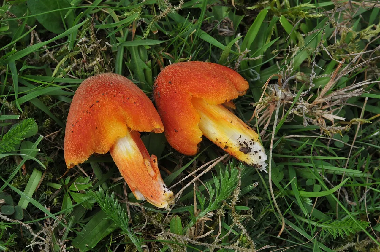 Wilgotnica nielepka