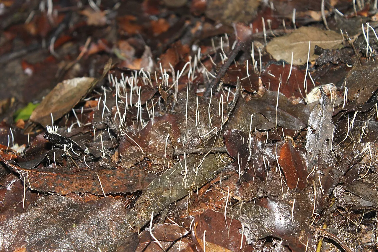 Clavaria acuta