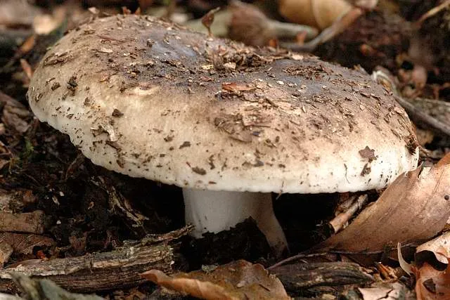 Russula pseudodelica