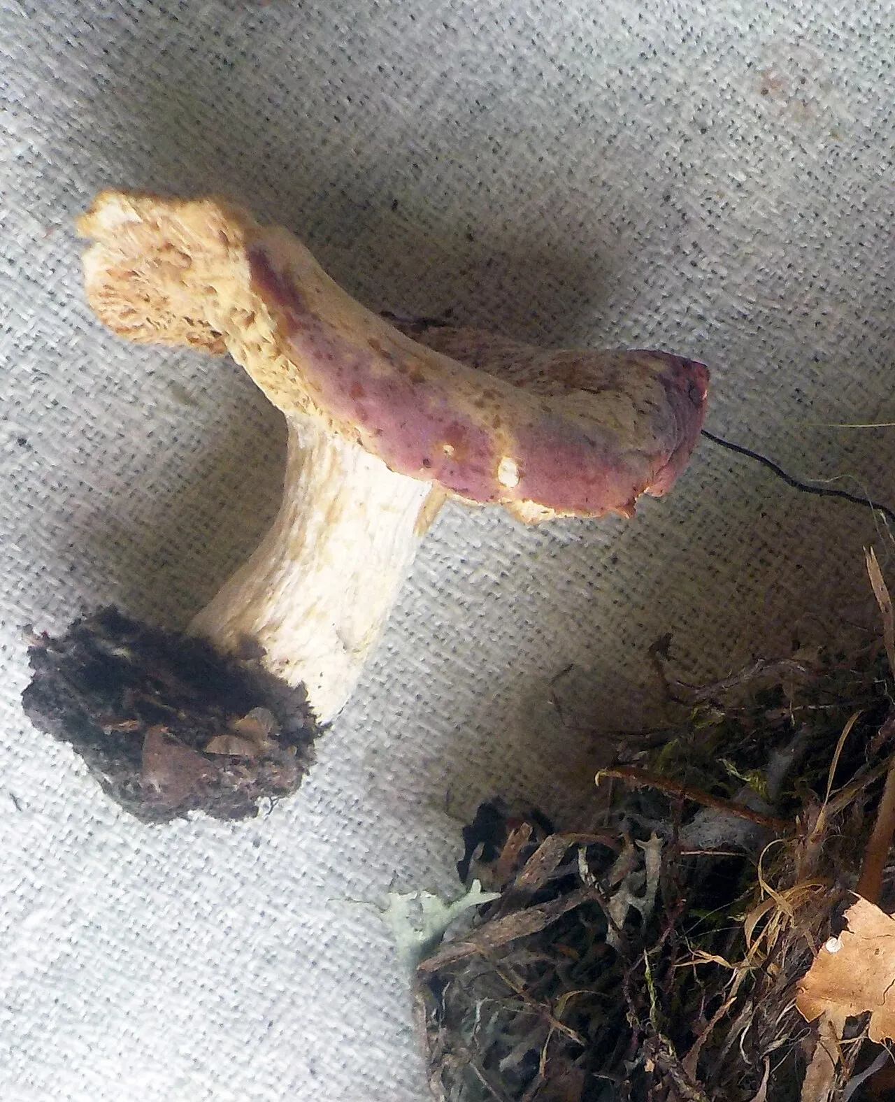 Russula curtipes