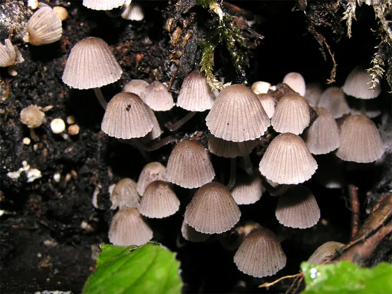 Coprinellus