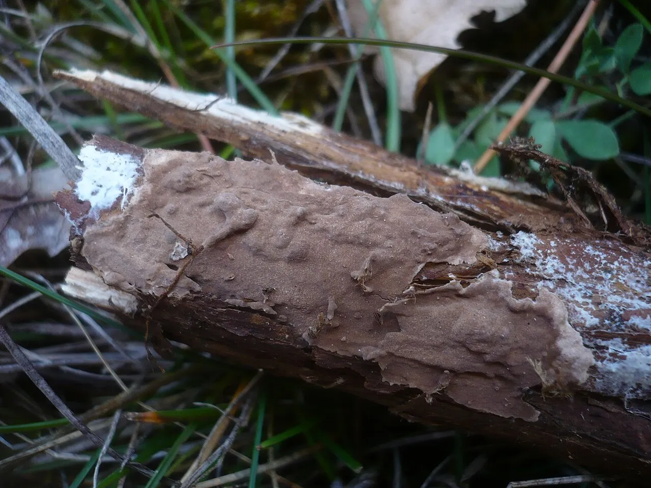 Amylostereum laevigatum