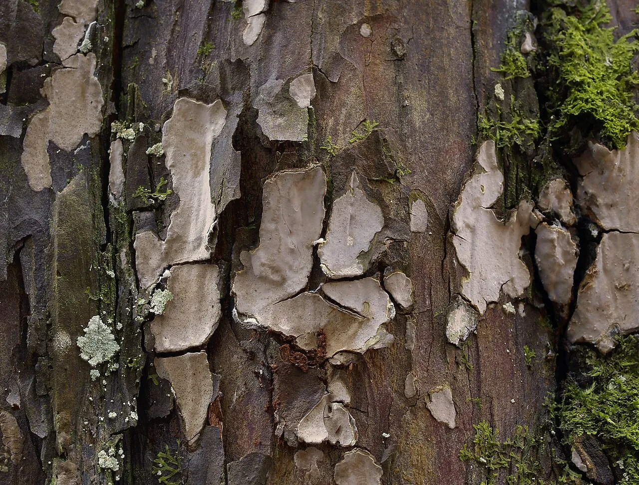 Amylostereum laevigatum, zdjęcie 3