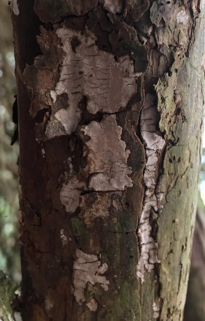 Amylostereum laevigatum, zdjęcie 2