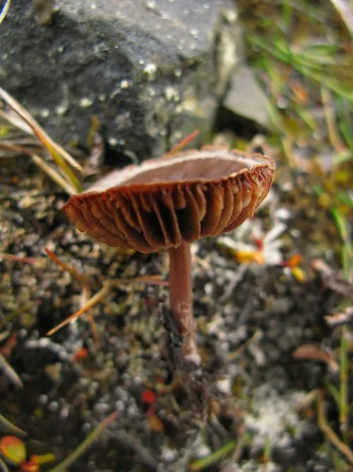 Cortinarius helobius