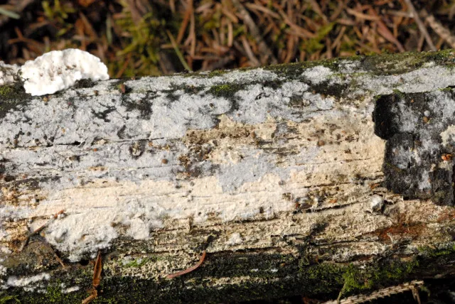 Resinicium bicolor