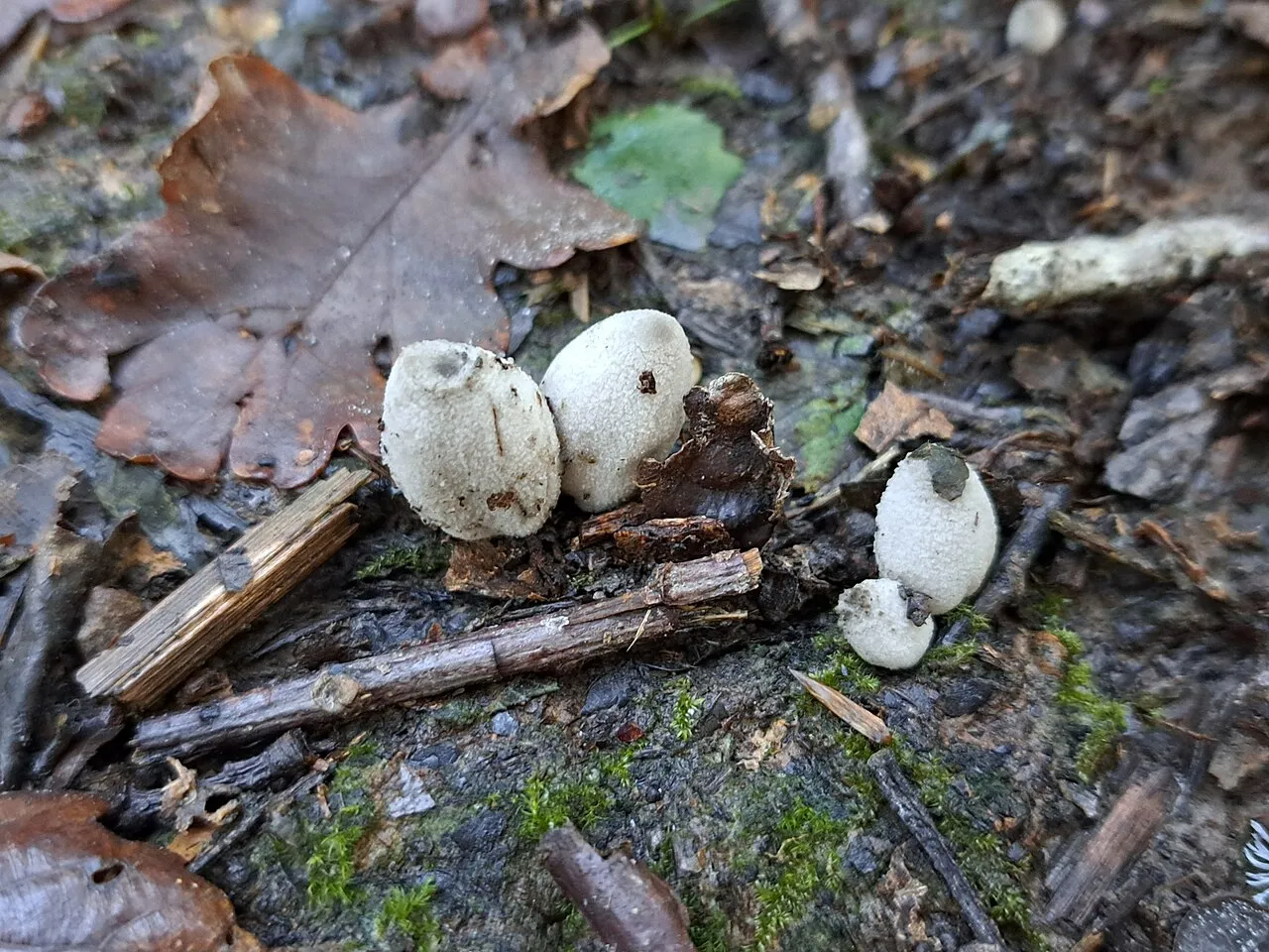 Coprinopsis semitalis