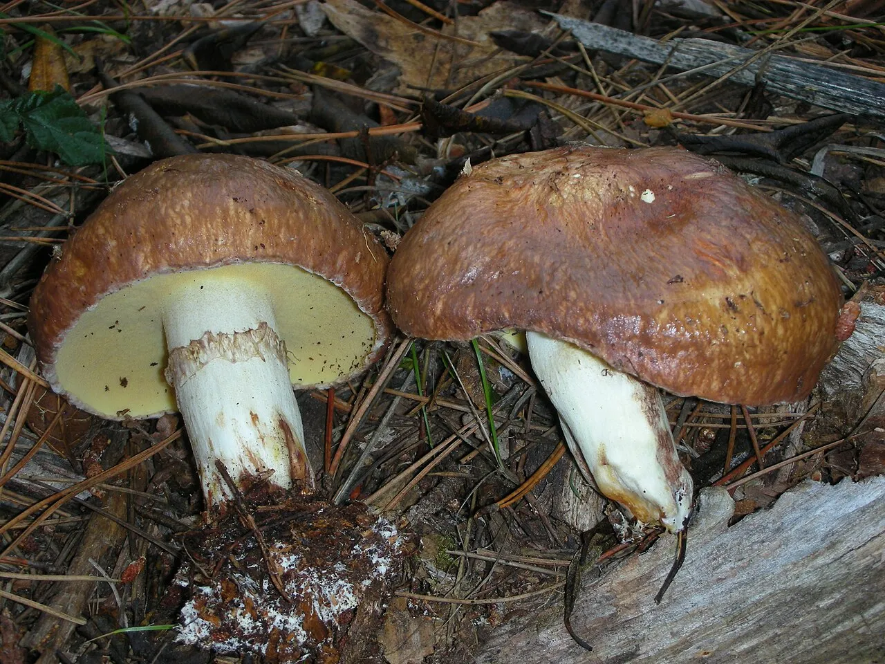 Suillus pseudobrevipes