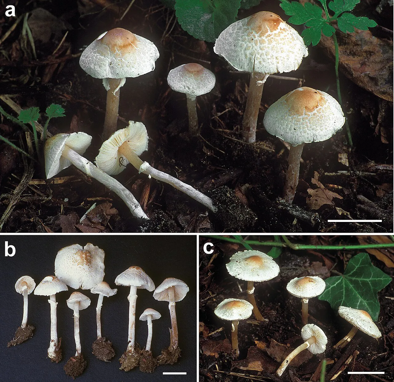Lepiota recondita