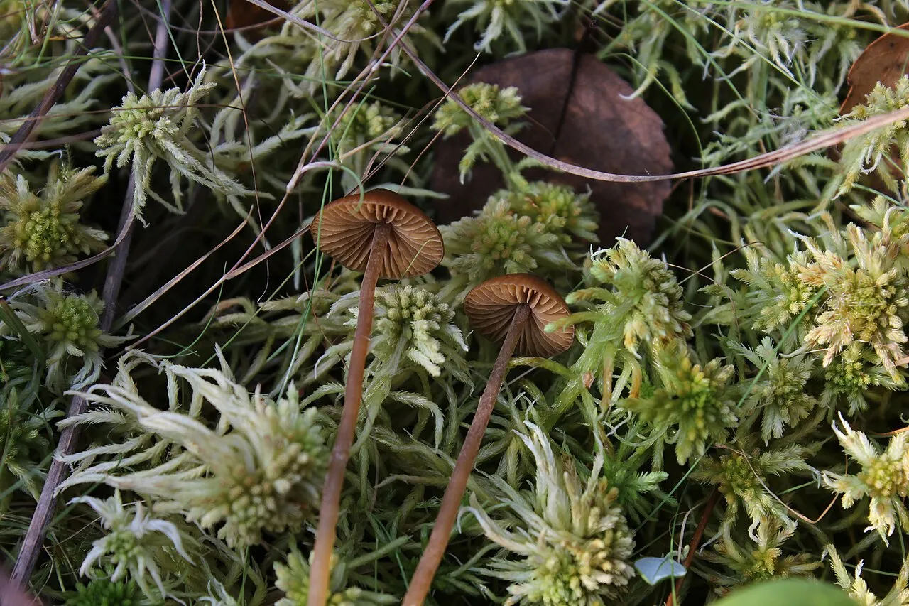 Galerina tibiicystis
