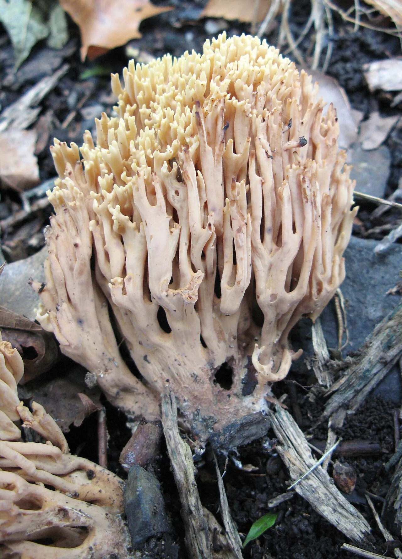 Koralówka strojna