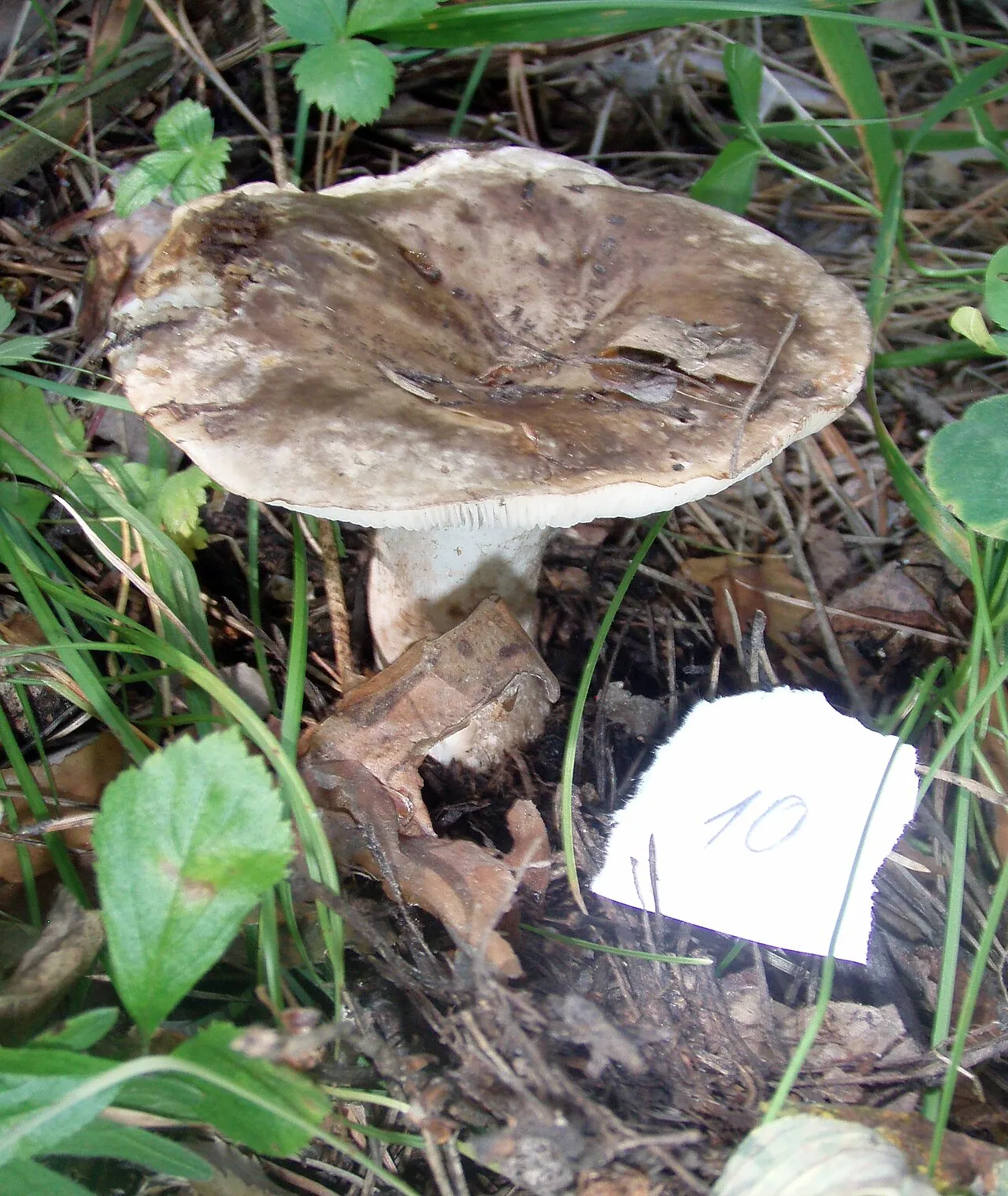Russula acrifolia