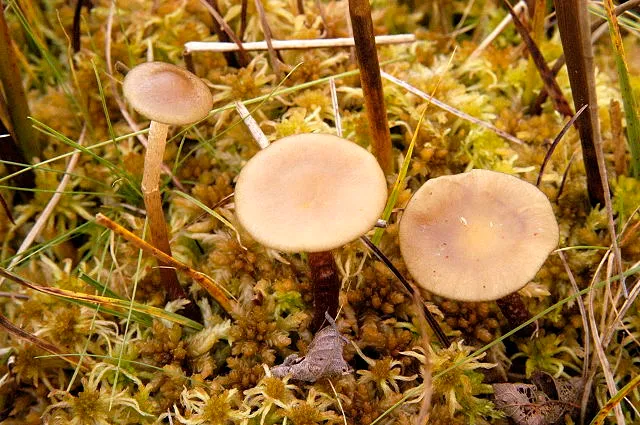 Hypholoma myosotis