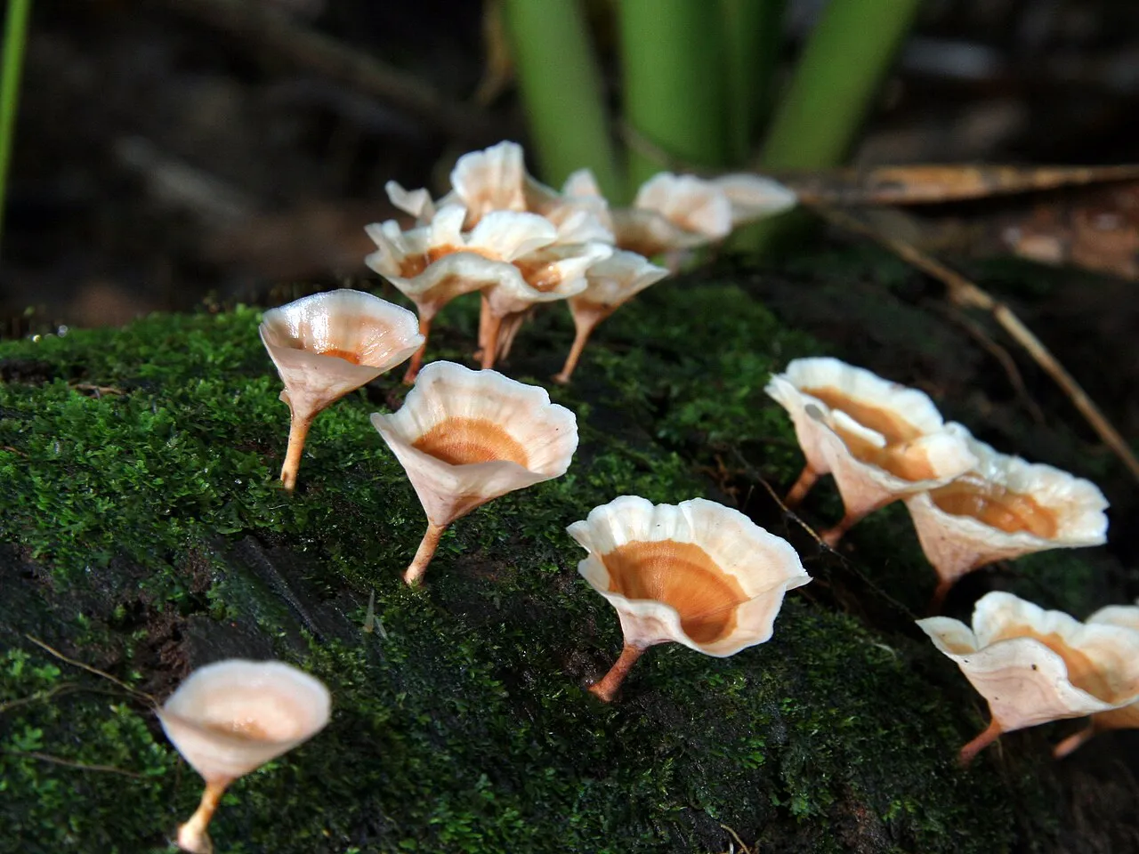 Cotylidia undulata