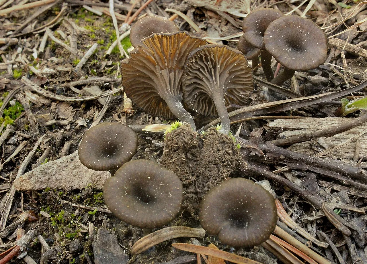 Arrhenia obscurata
